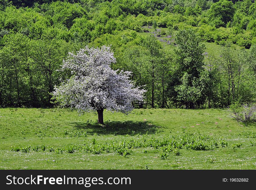 White tree in the green forest