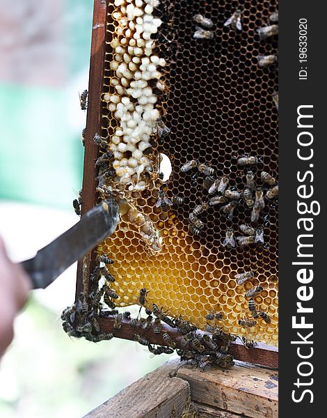 Beekeeper inspecting the panel of a commercial hive. Beekeeper inspecting the panel of a commercial hive