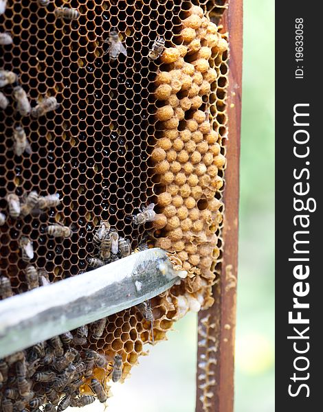 Beekeeper inspecting the panel of a commercial hive. Beekeeper inspecting the panel of a commercial hive