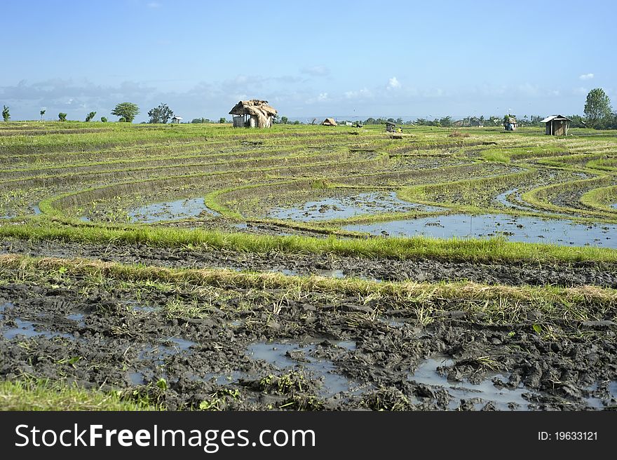 Rice Field