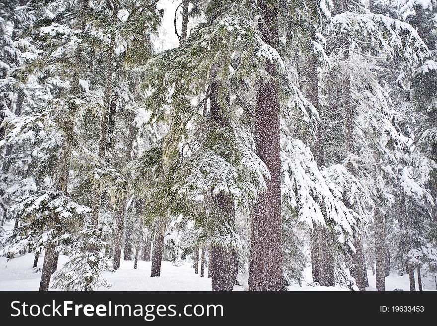 Blizzard in pine forest