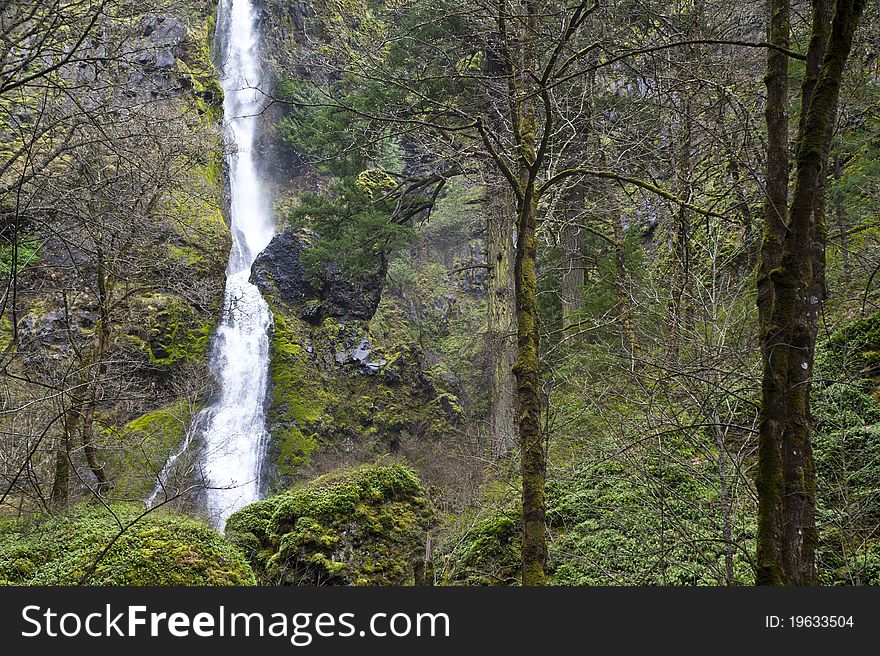 Waterfall In A Green Forest