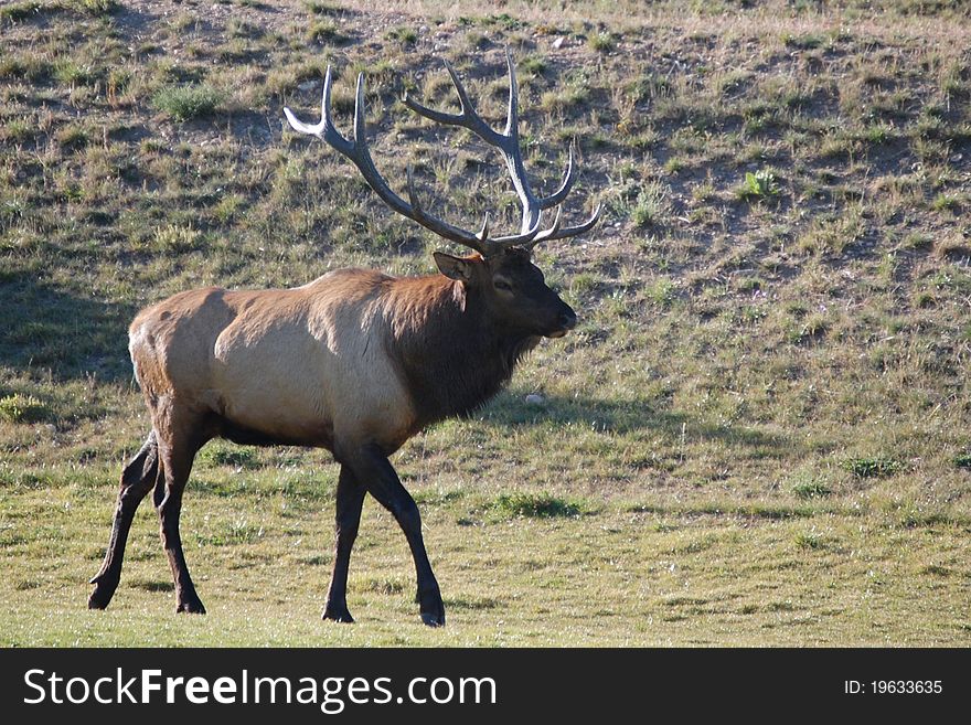Bull elk near Evergreen, Colorado. Bull elk near Evergreen, Colorado