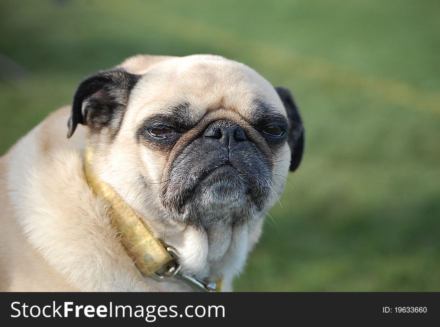 Pug lounging in the Springtime sun. Pug lounging in the Springtime sun.