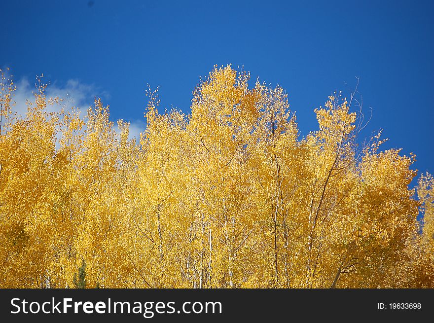 Aspen trees against a clear blue sky in Dillon, Colorado. Aspen trees against a clear blue sky in Dillon, Colorado