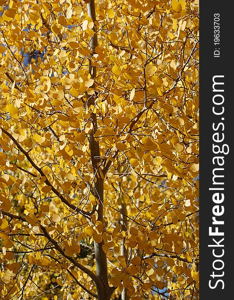 Aspen tree near Dillon, Colorado in autumn. Aspen tree near Dillon, Colorado in autumn.