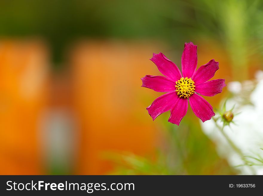 Closeup of a beautiful daisy flower in the garden. Closeup of a beautiful daisy flower in the garden