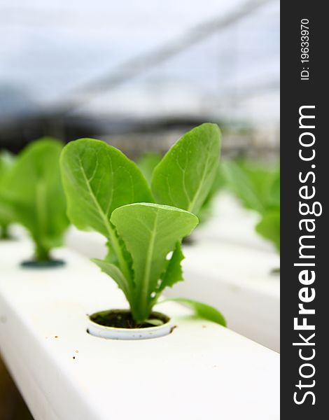 A small/young vege using hydroponic system. A small/young vege using hydroponic system
