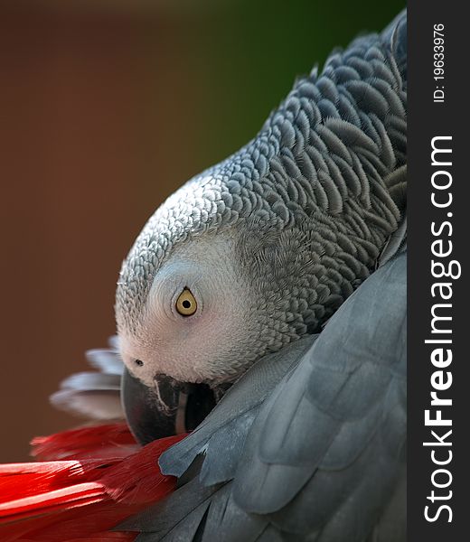 Portrait of an Congo African Grey Parrot (Psittacus erithacus erithacus). Portrait of an Congo African Grey Parrot (Psittacus erithacus erithacus)