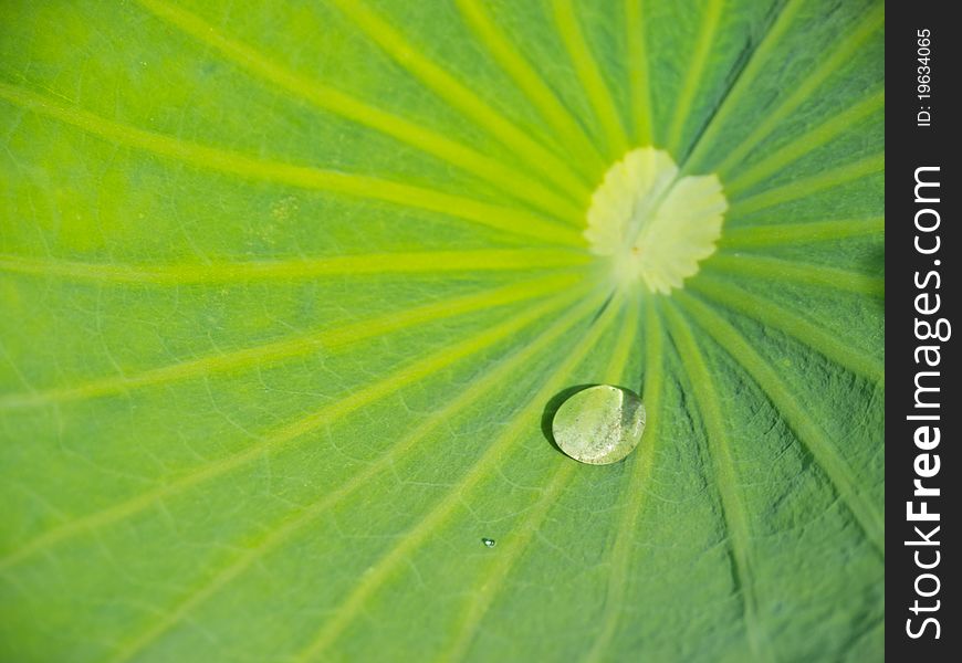 Green lotus leaf with water drop