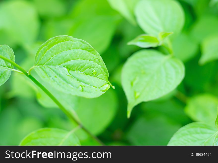 Beautiful Fresh Leaves with Water drops as backgraund