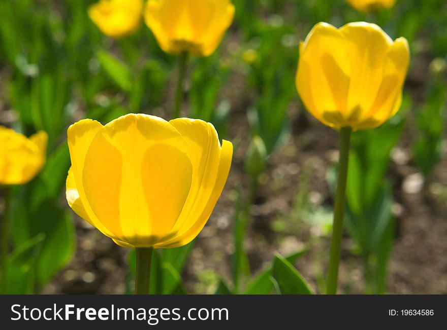 Yellow tulips in the beautiful field in spring. Yellow tulips in the beautiful field in spring.