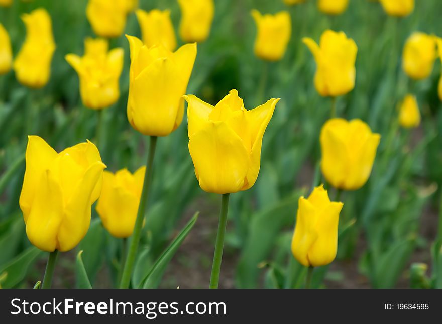 Yellow tulips in the beautiful field in spring. Yellow tulips in the beautiful field in spring.