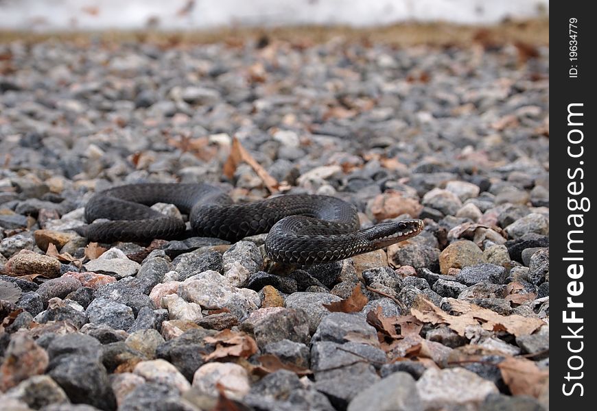 Common European Adder on a stone ground