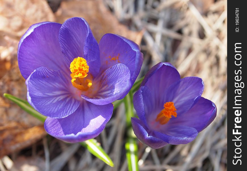 Crocus flowers in spring in the sun