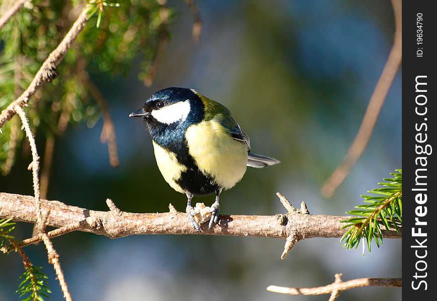 A great tit sitting in a tree