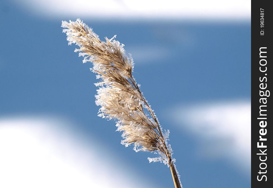 Reed in winter with ice on it