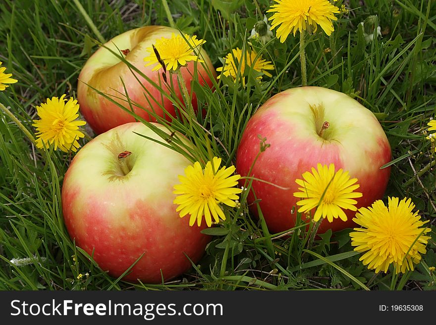 Apples on a glade with dandelions