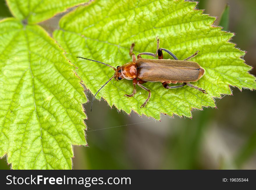 Red or reddish yellow soldier beetles on a leaf