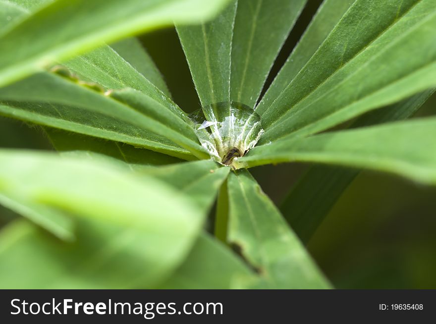 Water drops on a plant - in the plant center