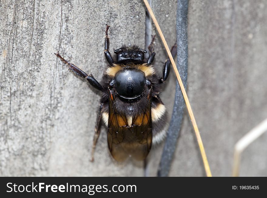 Bumblebee - Bombus - climbing a wall