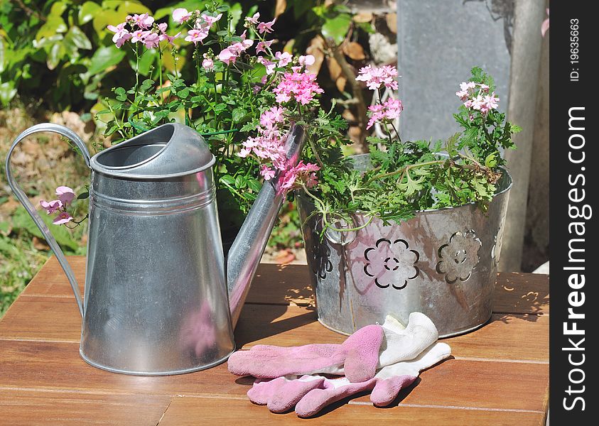 Verbena in a metal pot and gardening gloves pink on a wooden table. Verbena in a metal pot and gardening gloves pink on a wooden table