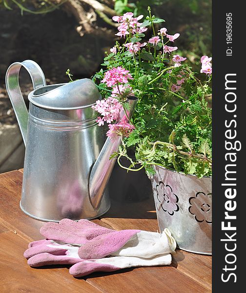 Verbena in a metal pot and gardening gloves pink on a wooden table. Verbena in a metal pot and gardening gloves pink on a wooden table