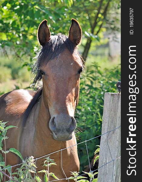 Brown pony in a paddock in the countryside. Brown pony in a paddock in the countryside