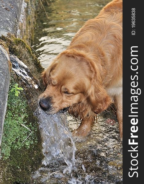 Golden retriever refreshing in a water from source. Golden retriever refreshing in a water from source