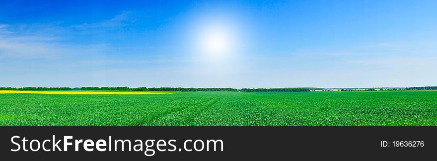 Panoramic view of green field of wheat and gold colza by springtime. Panoramic view of green field of wheat and gold colza by springtime.