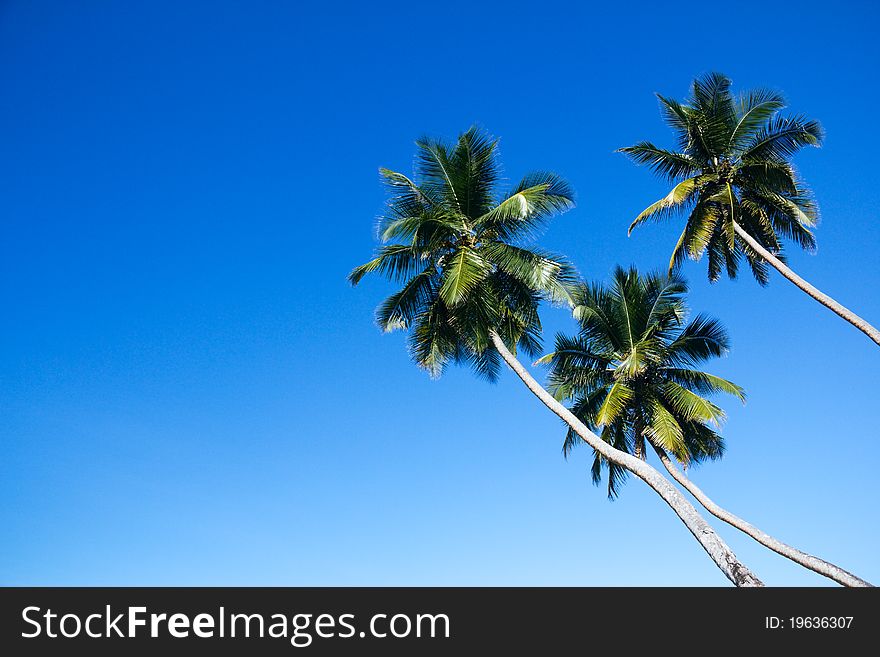 Three palm trees