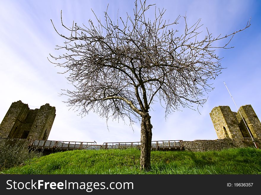 Lonely tree on green grass nearby medieval fortress. Lonely tree on green grass nearby medieval fortress