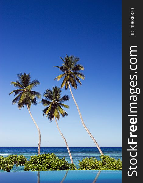 Three Coconut palm trees by swimming pool side, with beautiful background of deep blue sky and see. Three Coconut palm trees by swimming pool side, with beautiful background of deep blue sky and see
