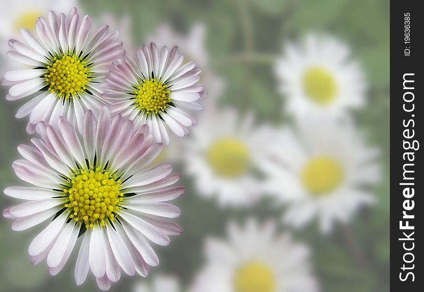 White Daisy with blurred background wallpaper. White Daisy with blurred background wallpaper