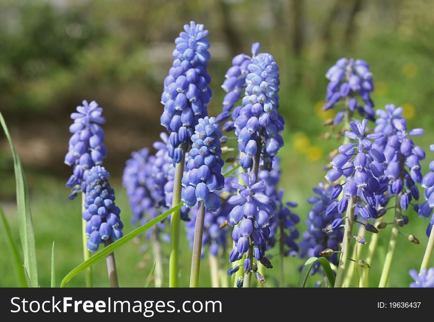 Plants with violet flower, green background