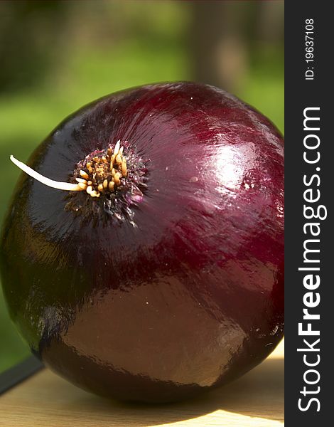 Harvested red onion