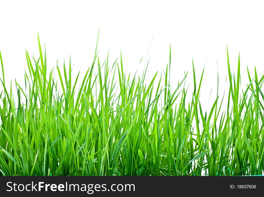 Stalks of green grass, closeup, isolated on white background