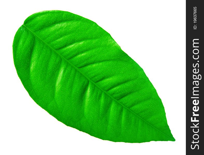 Green Leaf On A White Background