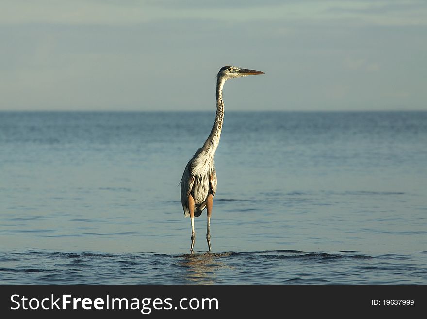 Heron hunting at low tide on the beach. Heron hunting at low tide on the beach