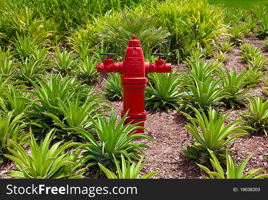 New painted red fire water hydrant in the middle of green plants