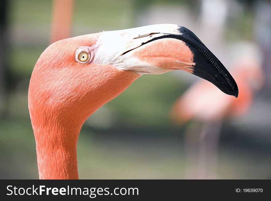 A flamingo pauses before joining the rest of the flock. A flamingo pauses before joining the rest of the flock.
