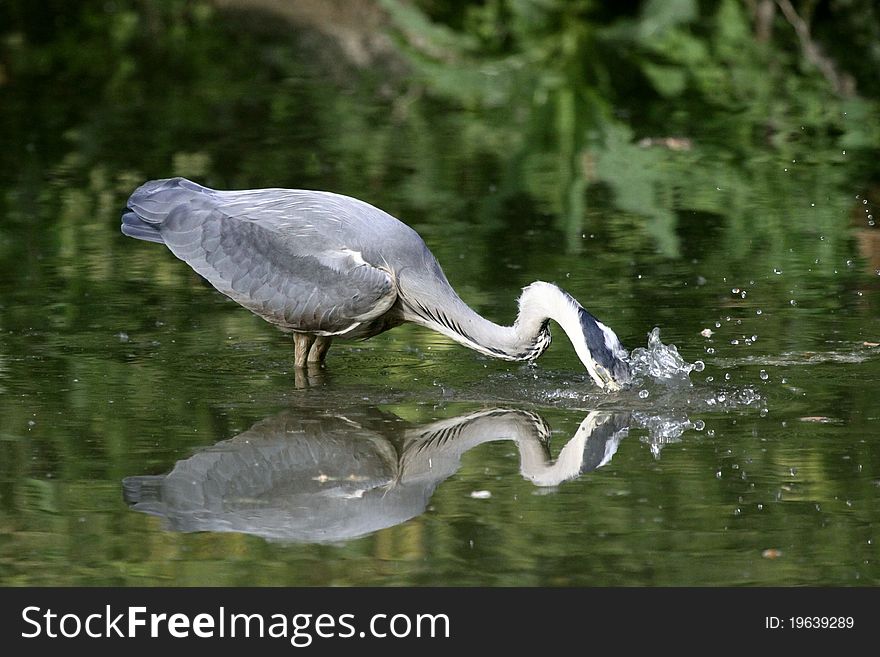 Grey heron looking for a fish on a river. Grey heron looking for a fish on a river