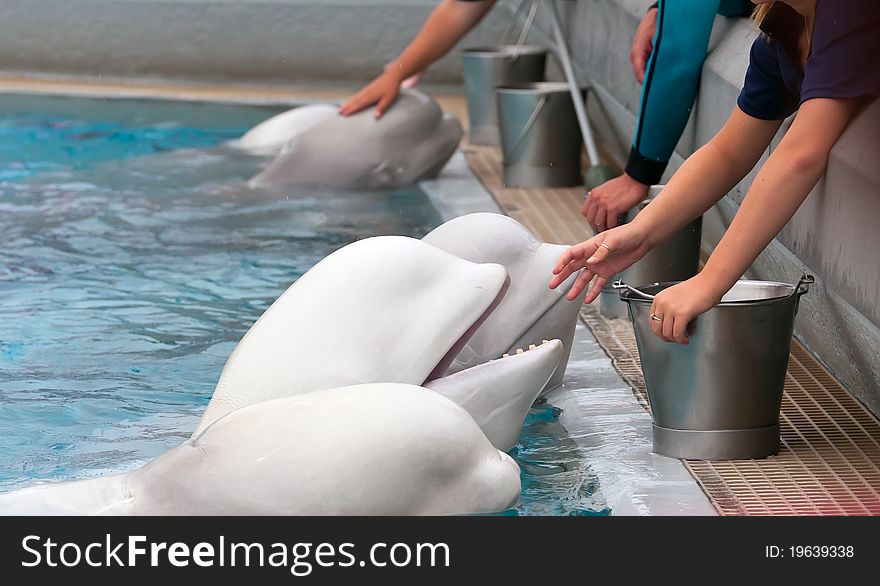 Beluga whale in the pool and hands of people