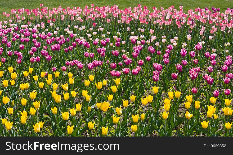 Flowerbed of yellow, pink and purple tulips
