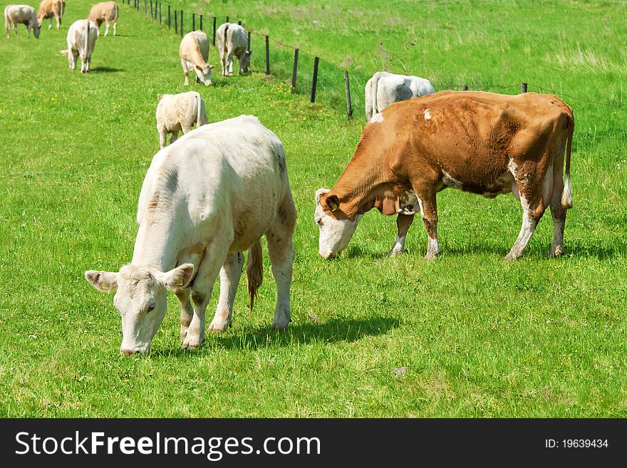 Herd of grazing cows on green lawn