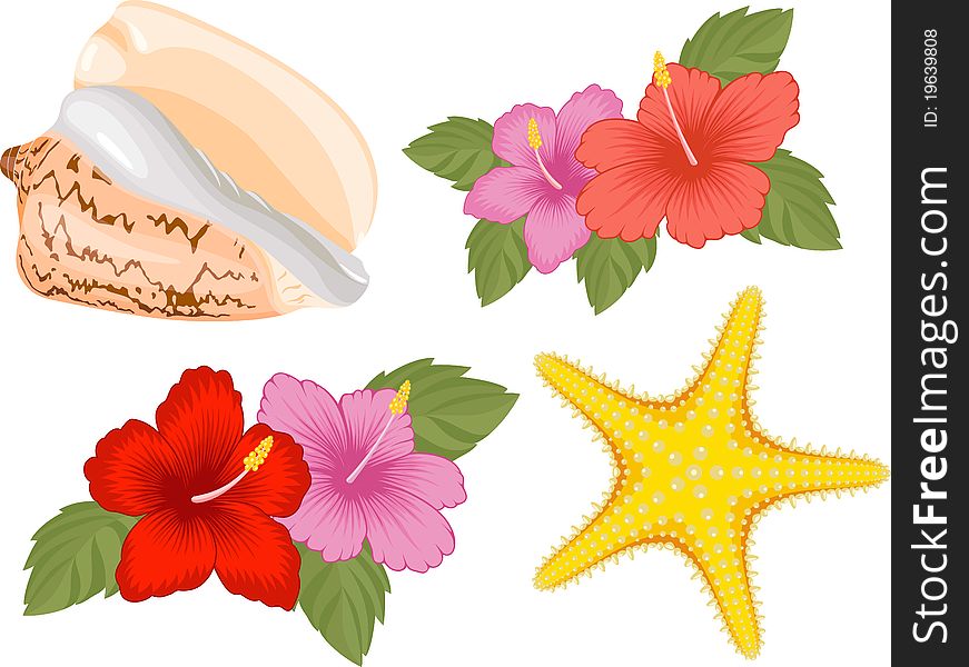 Starfish, shell and hibiscus flower, isolated on white.