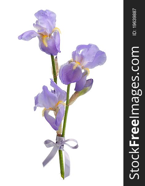 A branch of flowers blue iris, isolated