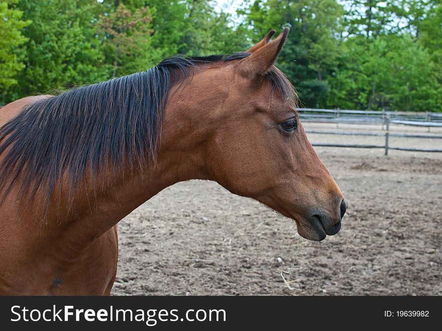 Brown horse with black hair headshot. Brown horse with black hair headshot