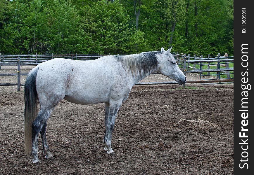 White Horse Standing