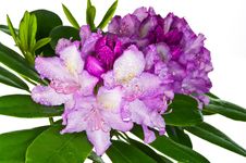 Pink Rhododendron Royalty Free Stock Photo Pink Rhododendron Royalty Free Stock Photo